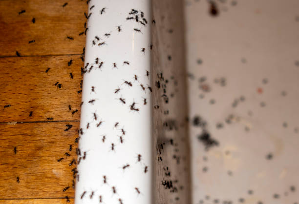 Best Best Pest Control Companies  in North Madison, OH