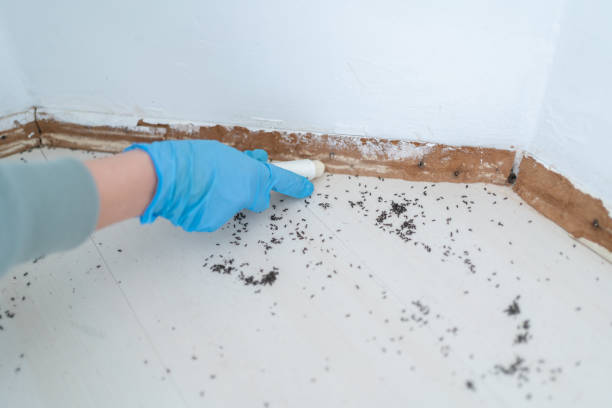 Best Insect Control  in North Madison, OH